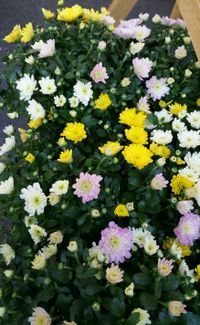 Chrysanthemen 3-farbig 3,40 &euro;